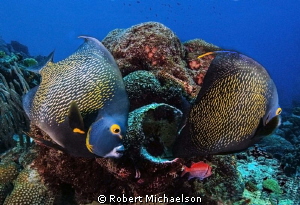 Queen angels at Windsock, Bonaire. Can you see the bristl... by Robert Michaelson 